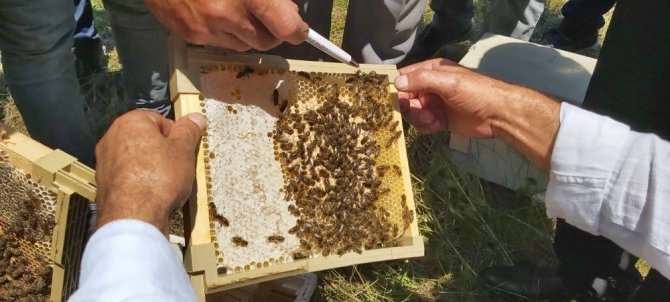 Artvin’de Sezonun İlk Bal Hasadı Yapıldı