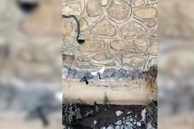 Gümüşhane’de Kuşun Yılanı Yuvasına Sokmamak İçin Mücadelesi Kameralara Yansıdı