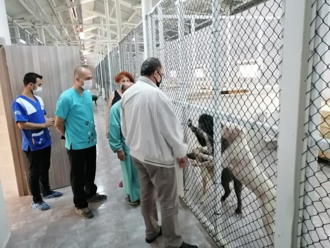 Artvin’de Sokak Hayvanlarını Kısırlaştırılıyor