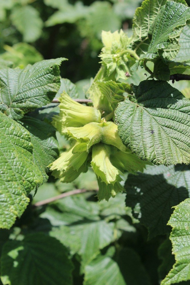 Fındıkta Tahmini Rekolte Belirlendi