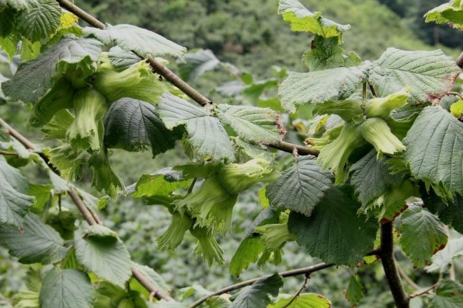 Fındıkta Tahmini Rekolte Belirlendi