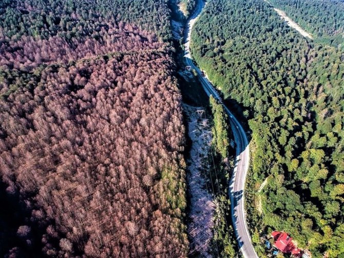 Tırtılların Zarar Verdiği Kayın Ormanları Yeniden Yeşerdi