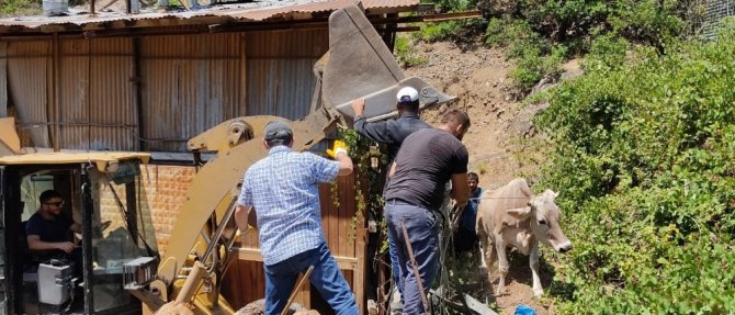 Artvin’de İnek Düştüğü Yerden İş Makinesi Yardımı İle Kurtarıldı
