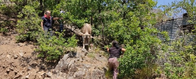 Artvin’de İnek Düştüğü Yerden İş Makinesi Yardımı İle Kurtarıldı