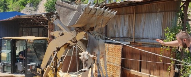 Artvin’de İnek Düştüğü Yerden İş Makinesi Yardımı İle Kurtarıldı