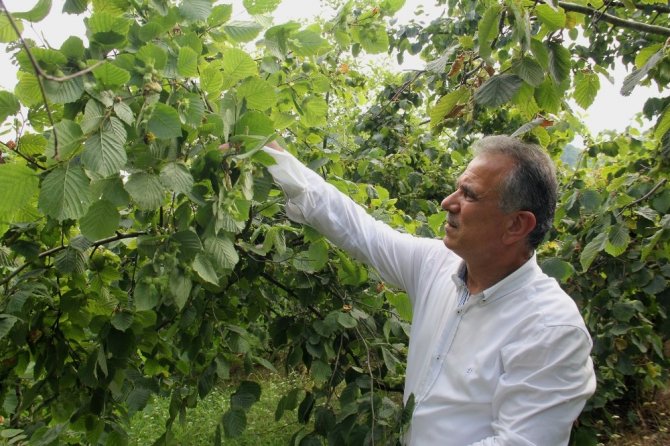 Fındıkta Rekolte Tartışması