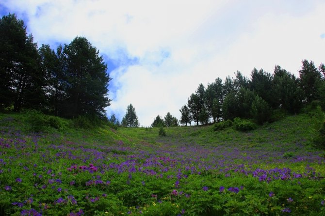 Artvin’de 2 Bin 550 Metre Yükseklikteki Saklı Cenneti Petnos Gölü Keşfedilmeyi Bekliyor