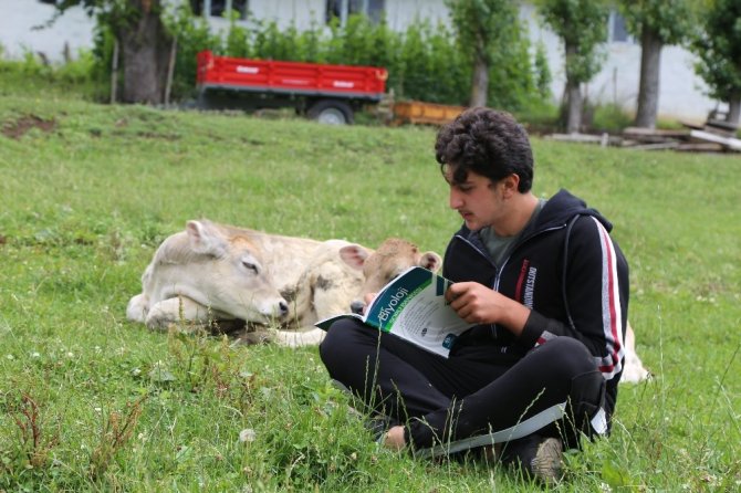 Hem Çobanlık Yapıyor Hem Ders Çalıyor