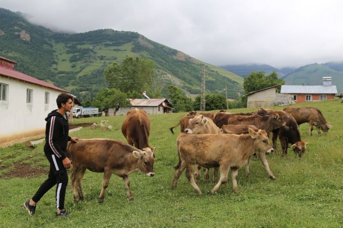 Hem Çobanlık Yapıyor Hem Ders Çalıyor