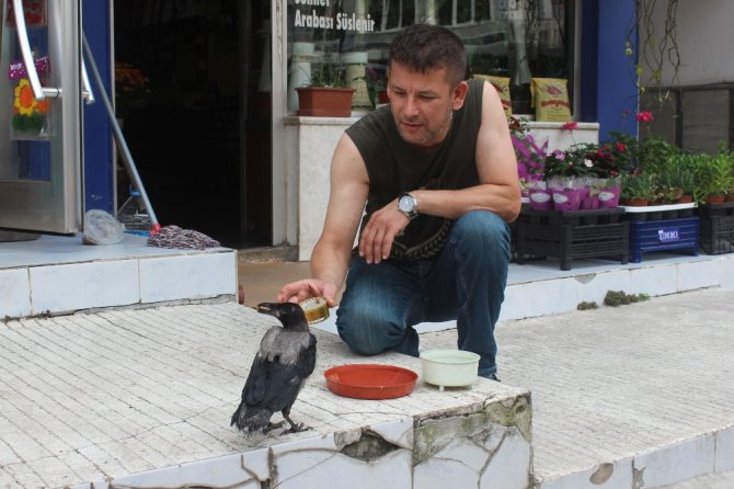 Yuvasından Düşen Karga Vatandaşın İlgi Odağı Oldu