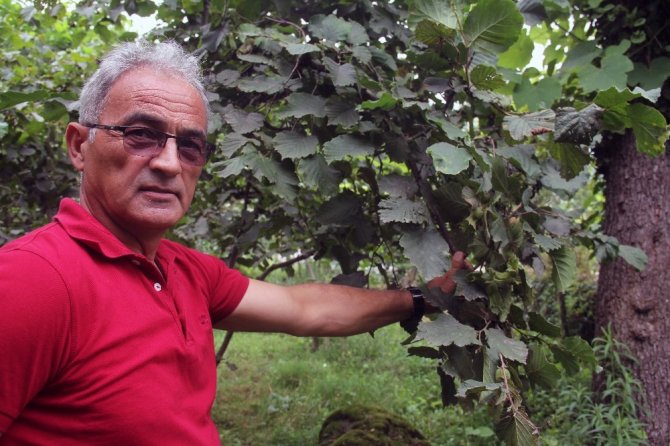 Giresunlu Fındık Üreticileri Açıklanan Fındık Fiyatını Değerlendirdi