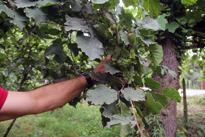 Giresunlu Fındık Üreticileri Açıklanan Fındık Fiyatını Değerlendirdi