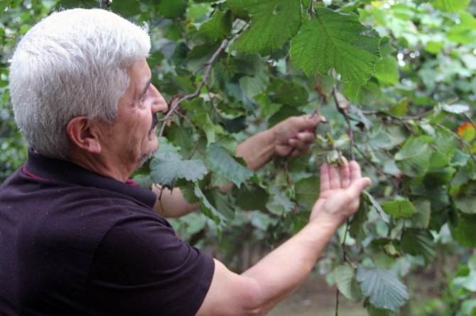 Giresunlu Fındık Üreticileri Açıklanan Fındık Fiyatını Değerlendirdi