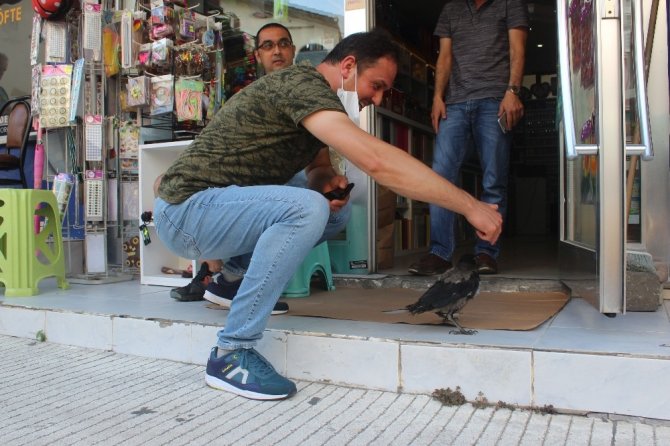 Yuvasından Düşen Karga Esnafın Ve Vatandaşın İlgi Odağı Oldu