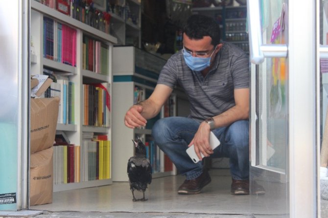 Yuvasından Düşen Karga Esnafın Ve Vatandaşın İlgi Odağı Oldu
