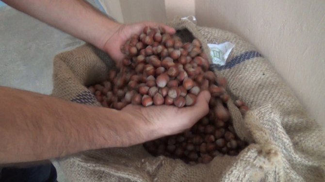 Giresunlular Önümüzdeki Şubat Ve Mart Aylarında Fındık Fiyatların 30 Liraya Kadar Çıkabileceğini Düşünüyor