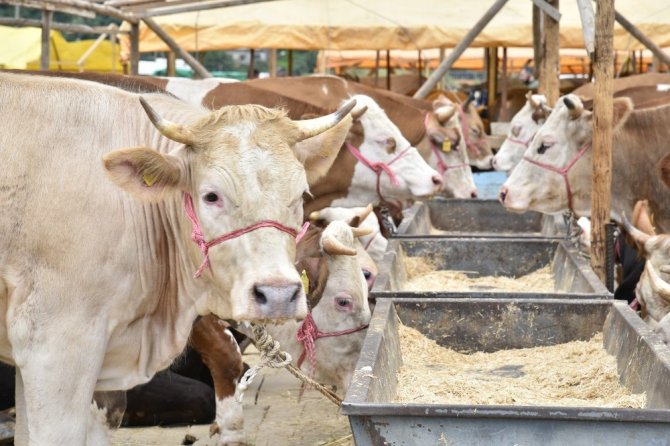 Genç, Kurban Bayramı Öncesi Uyardı