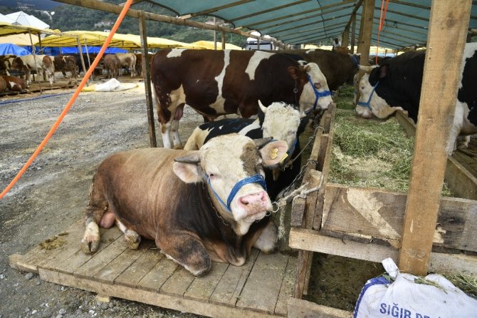 Genç, Kurban Bayramı Öncesi Uyardı