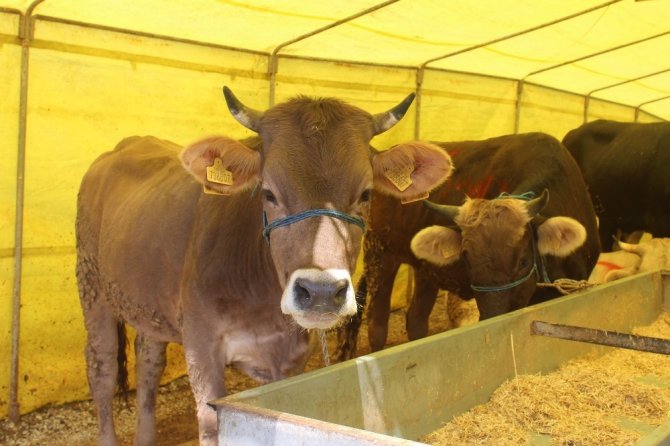 Giresun’da Kurban Pazarında Arefe Günü Sessizliği