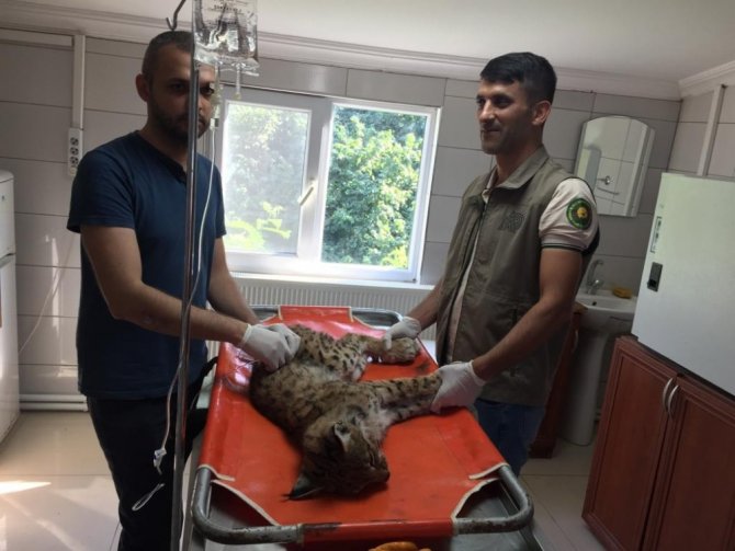 Doğada Zehirlenen Vaşak Tedavi Altına Alındı