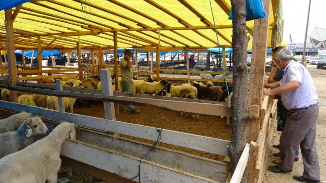 Kurban Bayramı’na Bir Gün Kala Bir Ton 100 Kilogramlık ’Pembe’ İsimli Boğa Alıcısını Bekliyor