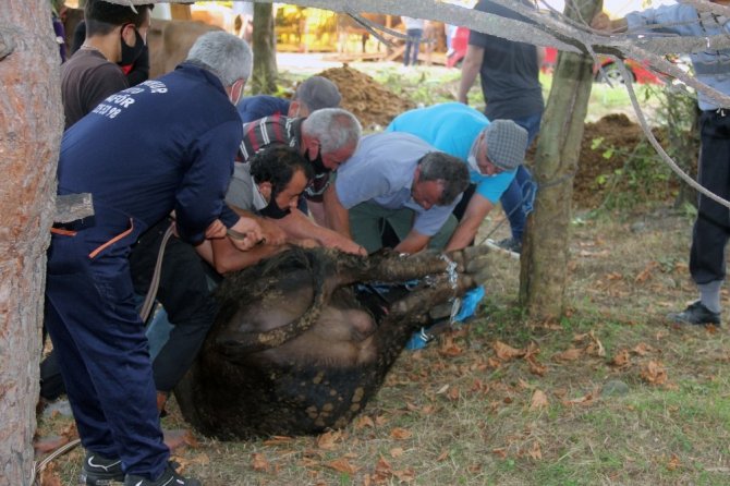 Giresun’da Kurban Kesimi Başladı, Fiyatlar Düştü