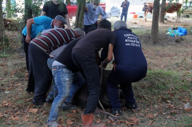 Giresun’da Kurban Kesimi Başladı, Fiyatlar Düştü