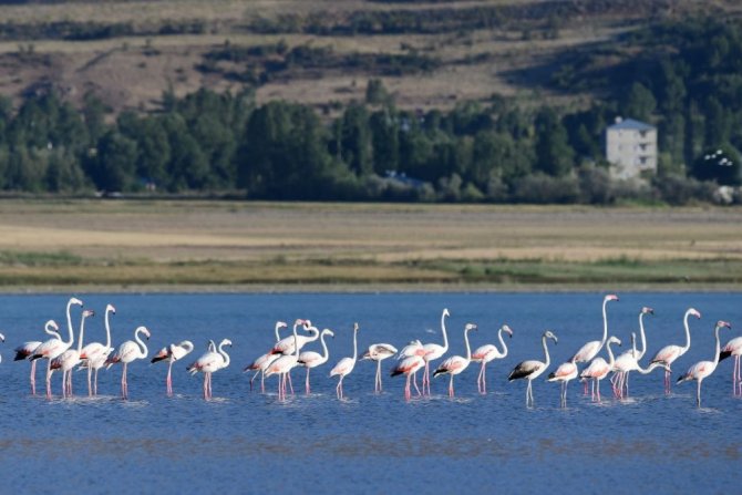 Van Gölü’nde Flamingoların Eşsiz Dansı