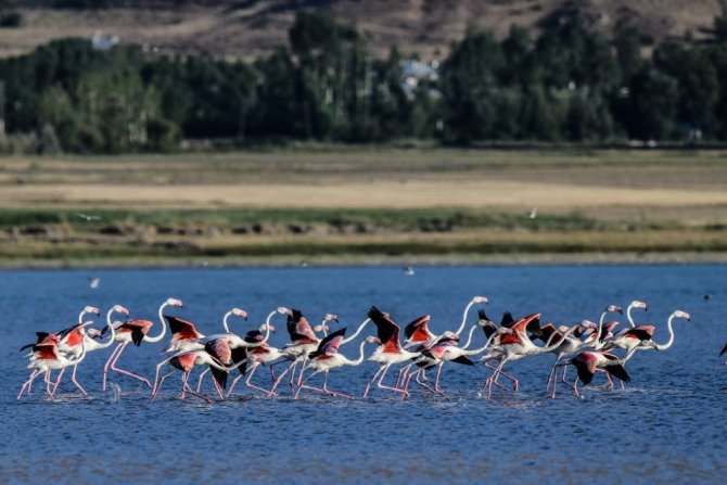 Van Gölü’nde Flamingoların Eşsiz Dansı