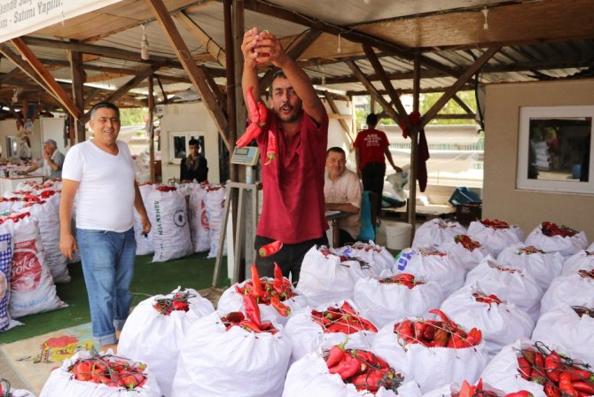 Adana’da Salça Sezonu Başladı, Damlar Kırmızıya Boyandı