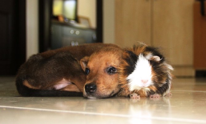 Gine Domuzuyla Yavru Köpeğin Dostluğu Görenleri Şaşırtıyor