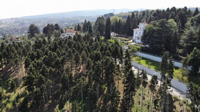 Atatürk Köşkü Ormanı Yeniden Yeşilleniyor