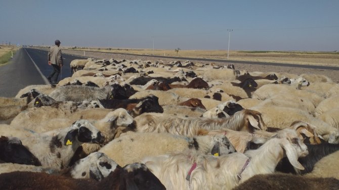 50 Derece Sıcaklıkta Çalışan Çobanların Zorlu Mücadelesi