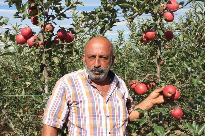 Köylüler, İhracat Kapısını Turfanda Bodur Elma İle Araladı