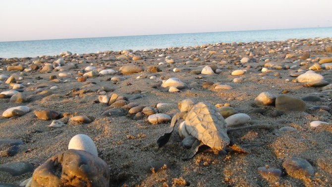Yuva Sayısında Rekor Kırılan Caretta Carettalar Denizle Buluşuyor