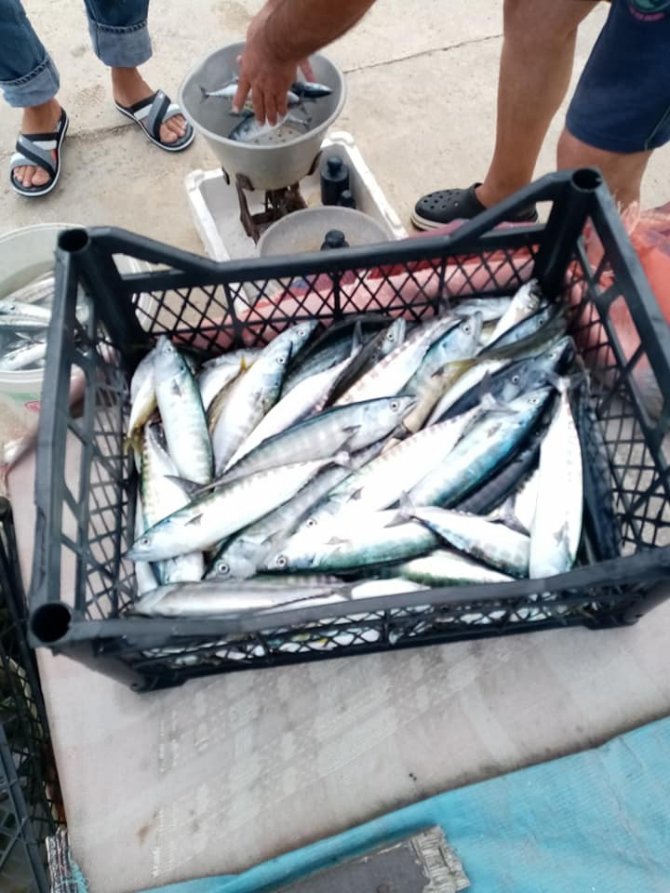 Karadeniz’de Çingene Palamudu Bolluğu