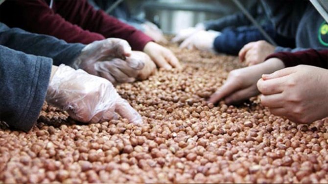 Fındık İhracatında Tüm Zamanların Rekoru Kırıldı