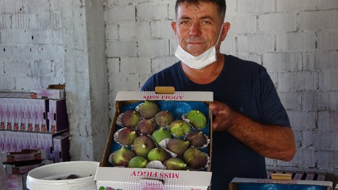 Dünyaca Ünlü Kraliçe İnciri Yüz Güldürdü