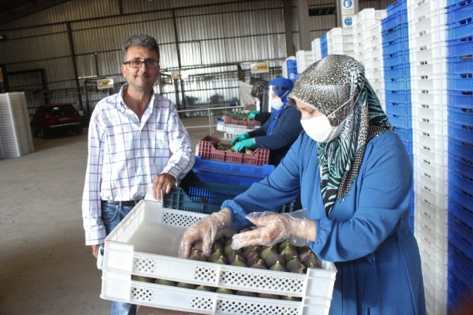 Dünyaca Ünlü Kraliçe İnciri Yüz Güldürdü