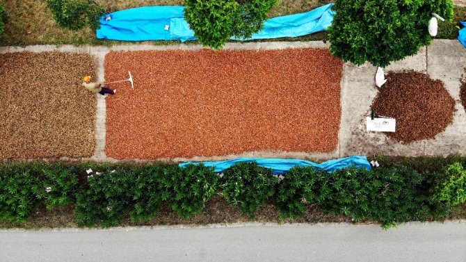 Fındığını Kurutmak İçin Bazı Üreticiler Sahil Yolunu Bazıları İse Bayburt’u Mesken Tuttu