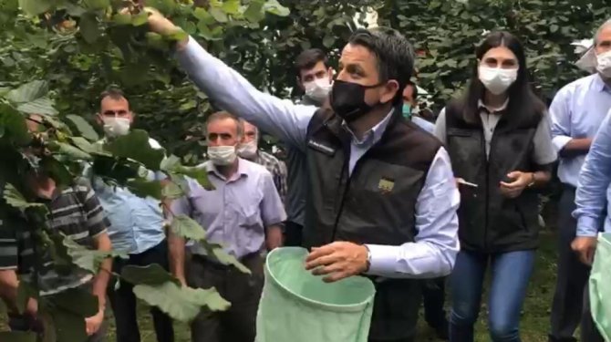 Tarım Ve Orman Bakanı Bekir Pakdemirli Sel Bölgesinde Fındık Topladı