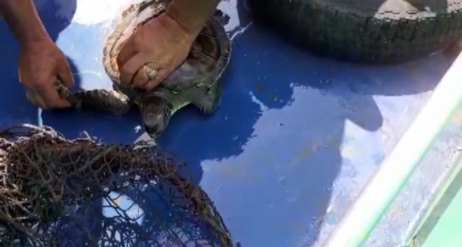 Misina Ve Poşete Dolanan Caretta Caretta Kurtarıldı