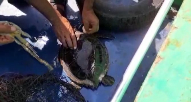 Misina Ve Poşete Dolanan Caretta Caretta Kurtarıldı