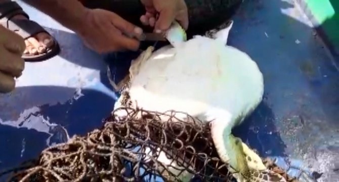 Misina Ve Poşete Dolanan Caretta Caretta Kurtarıldı