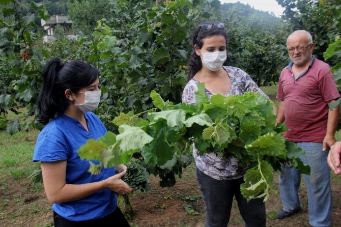 Fındık İçin Borsa-üniversite İşbirliği