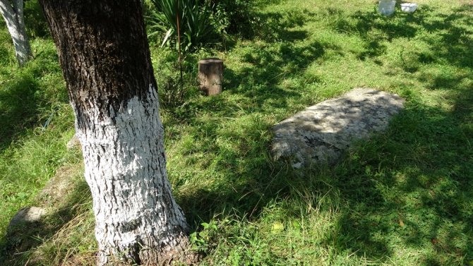 Gürcü Asıllı Vatandaşların Yaşadığı Mahallede Farklı Bir Gelenek: “Namaz Taşı”