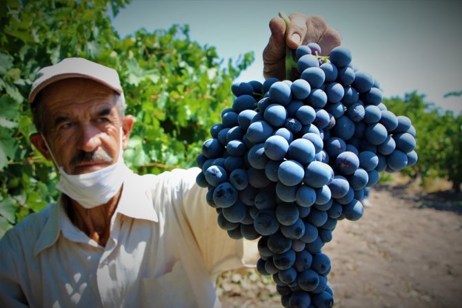 Elazığ’ın Üzümde Markası "Hoşköy"de Bağ Bozumu Heyecanı