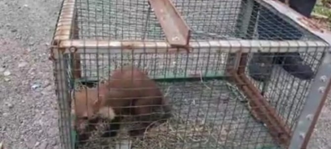 Kümesine Dadanan Sansarı Yakaladı Ama Öldürmeye Kıyamayarak Tekrar Doğaya Bıraktı