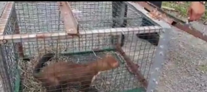 Kümesine Dadanan Sansarı Yakaladı Ama Öldürmeye Kıyamayarak Tekrar Doğaya Bıraktı