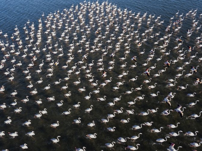 Van Gölü Binlerce Flamingoya Ev Sahipliği Yapıyor